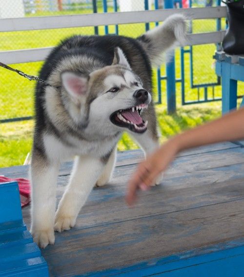 Online Sales Lead to Increase in Dog Bites