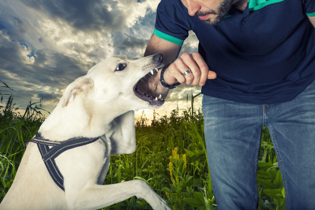 Understanding South Carolina's Dog Bite Laws